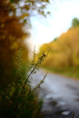 forest landscape with strong background blur