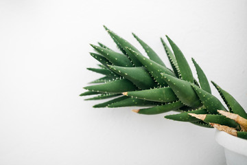 Aloe leafs with white wall on background