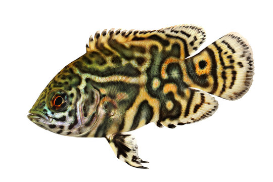 Tiger Oscar Cichlid aquarium fish Astronotus ocellatus 