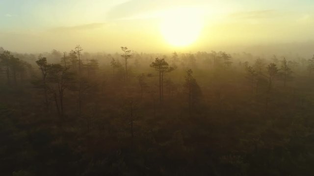 Aerial shot of fog covered bog landscape and pine forest at sunset