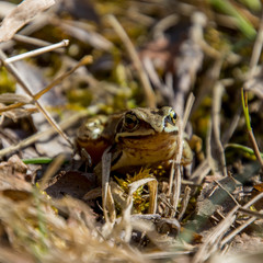 Frosch