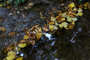 Clear water with yellow leaves. Ideal straight lines in nature from fallen leaves. Waterfall cascades. Reflections of light on the surface of the water. The stream flows. Autumn is coming.
