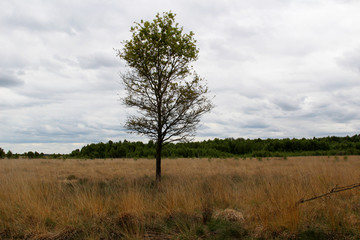 moorlandschaft in der umgebung von sögel mit einem baum in der mitte und dem wald fotografiert...