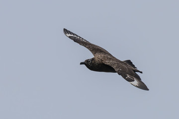 skua in flight in Scotland Higlands over sea