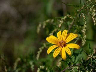 Yellow flower of Jerusalem artichoke plant aka sunroot, sunchoke, or earth apple. In habitat with copyspace.