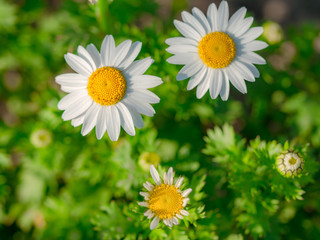 Obraz premium close-up shot of chamomiles in the grass