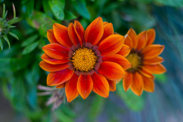 Orange Blume