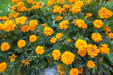 Fading flowers of orange tagetes from above.