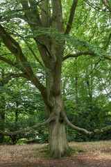 Buche im Schlosspark in Lütetsburg in Ostfriesland