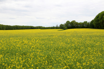 fernblick auf ein rapsfeld mit wald im hintergrund in lathen niedersachsen fotografiert während...