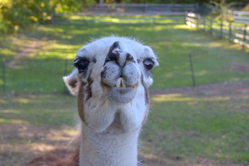 Close up head shot of isolated, domesticated llama on a farm behind a fence