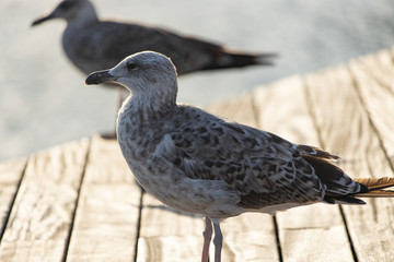 Möve
