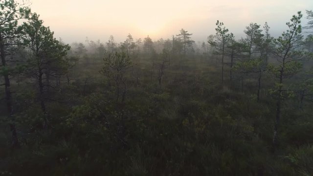 Aerial shot of fog covered bog landscape and pine forest at sunset