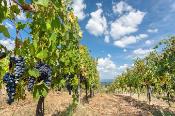 Fototapeta na wymiar Blue sky over grapevine in wineyard. Colorful landscape in Italy. Vineyard rows at Tuscany sun
