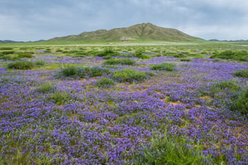 Obraz premium Field with flowers in summer