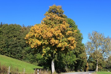 Baum mit prächtigem Herbstlaub an kurviger Landstraße, Allgäu, Bayern