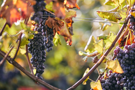 Vineyard grapes autumn sunny day harvest