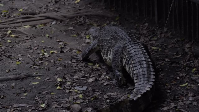 Crocodiles in a crocodiles farm
