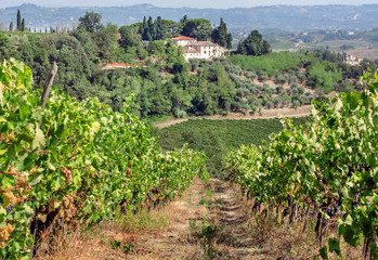 Fototapeta na wymiar Tuscany houses over vineyard with ripe wine grapes. Green plants, grape vines of countryside in Italy during harvest time