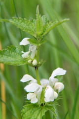Obraz premium ansicht einer weißen blüte der brennessel in lathen niedersachsen deutschland fotografiert während einer tour in lathen und umgebung in niedersachsen deutschland mit dem weitwinkel objektiv