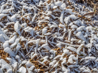 Snow on grass in winter