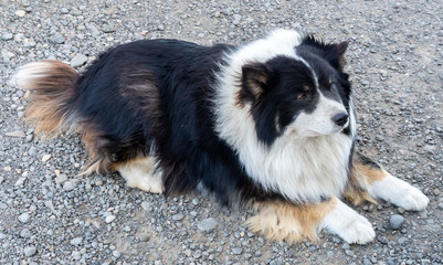 Adult Border Collie breed dog play and lay down on ground