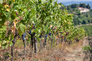 Fototapeta na wymiar Juicy grapevine of beautiful wineyard. Colorful vineyard landscape in Italy. Meadows of Tuscany under sun
