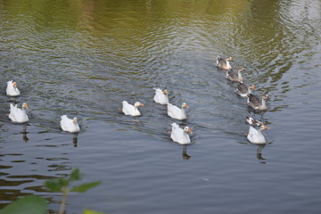 Ducks Swimming in Rows