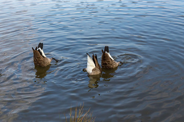 Three geese, bottoms up.