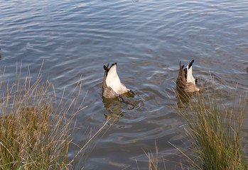 Two Canadian geese, bottoms up in the lake.