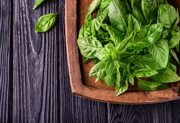 Fresh green basil on wooden board