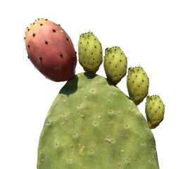Opuntia cactus (prickly pears) with green and red edible fruits isolated on a white background. Gout concept