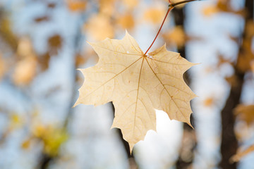Yellow maple leaves on a tree. Bottom view