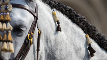 Head of grey Andalusian horse with bridle and braided mane close-up