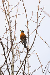 Spring is here and the birds are celebrating