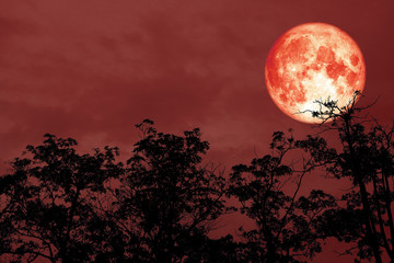 Fototapeta premium red blood moon back silhouette tree night red sky