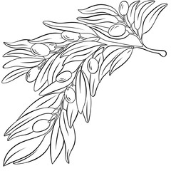 vector illustration of a branch with olives