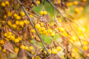 Autumn, Apple Fruit Tree, Naturally Warm, Sunlight