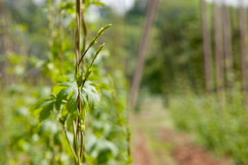 Hop field near Zatec town in Czech Republic.