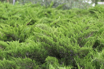 Green spruce branches