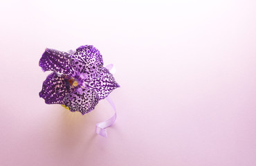 Purple vanda orchid
