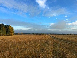 Fototapeta na wymiar endless Golden field under the blue sky in autumn