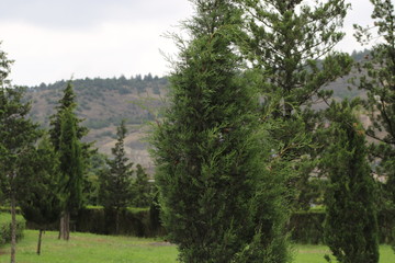Fototapeta na wymiar Green spruces near the mountain