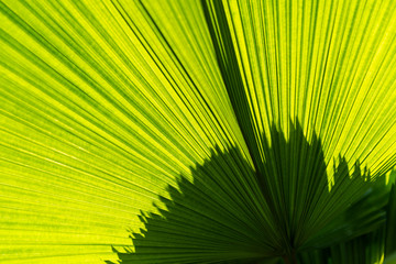 Fototapeta premium Textures surface pattern design vivid fresh bright of Green leaves of palm trees, Beautiful nature green leaf background concept.