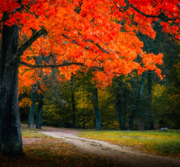 red autumn tree