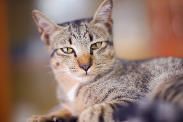 Closed up Thai cat grey and white colors  sleep on floor , blurred background