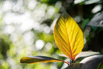 Textures surface pattern design vivid fresh bright colorful of Green leaves with blurred soft background beautiful nature to green leaf concept.