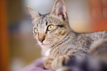 Closed up Thai cat grey and white colors  sleep on floor , blurred background