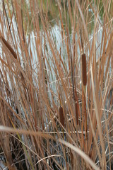 Fototapeta premium reed in the lake