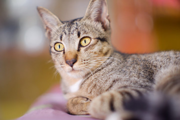 Closed up Thai cat grey and white colors  sleep on floor , blurred background